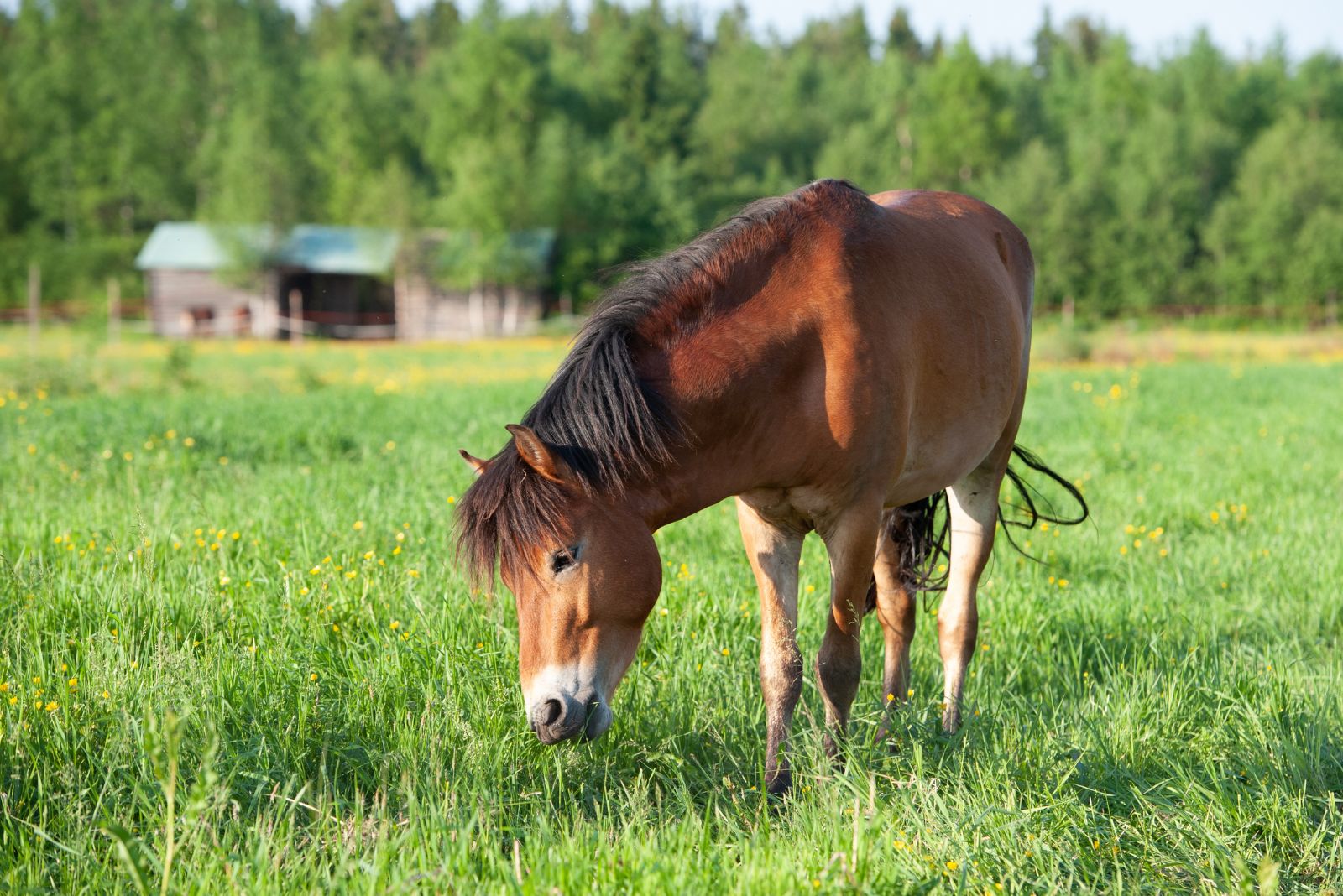 gotland pony