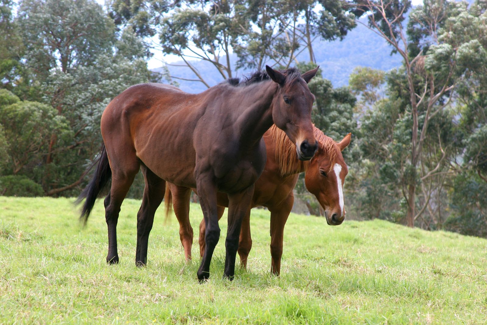 grade horses