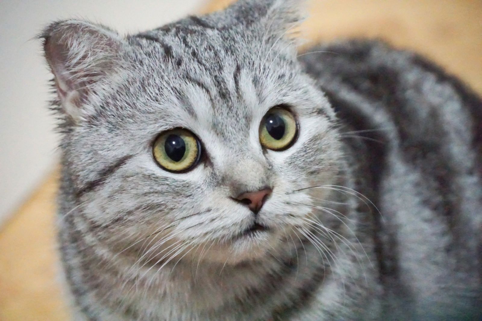 gray Scottish Fold cat