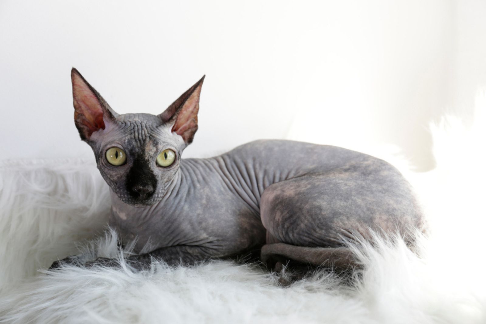 gray Sphynx cat