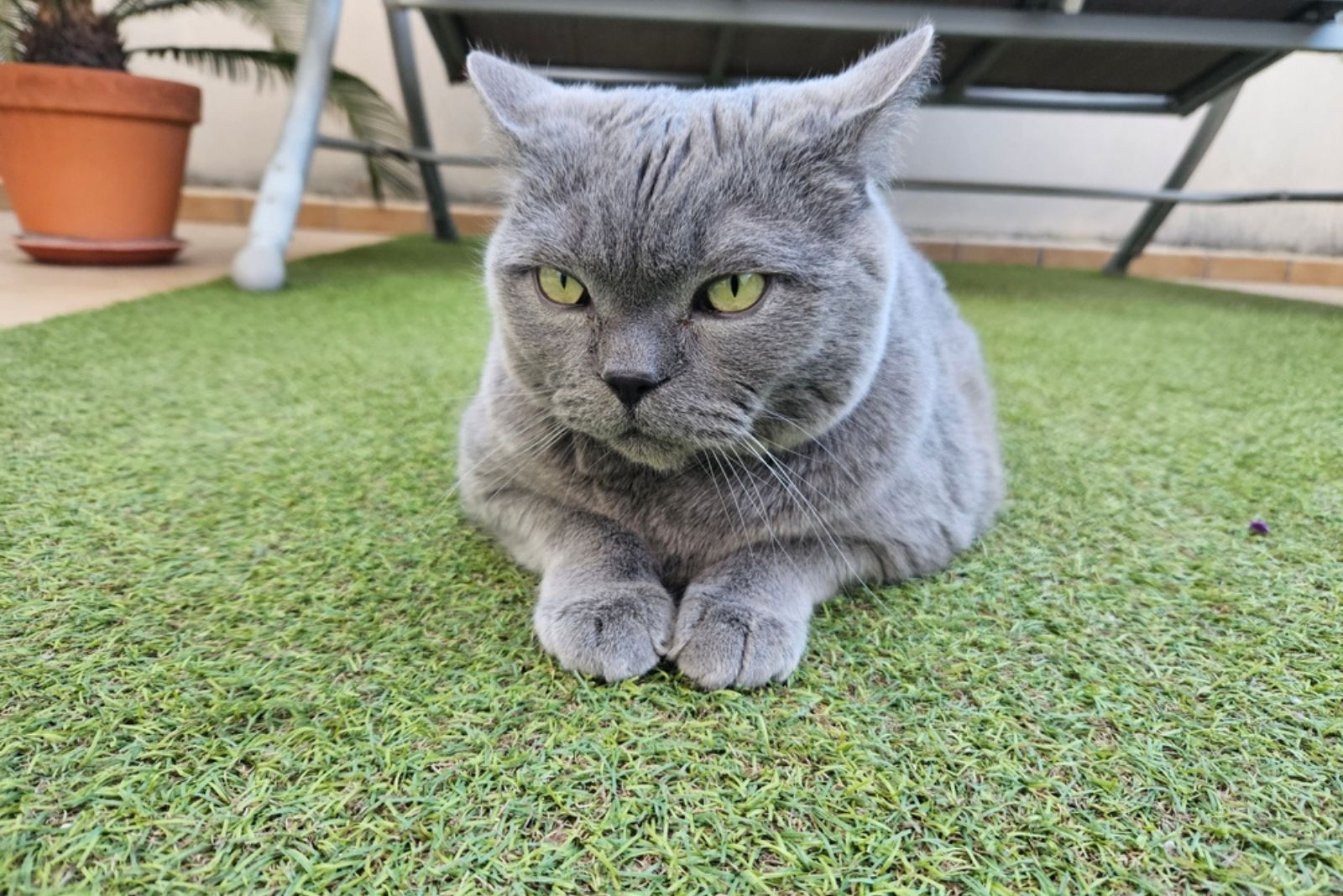 gray british shorthair cat