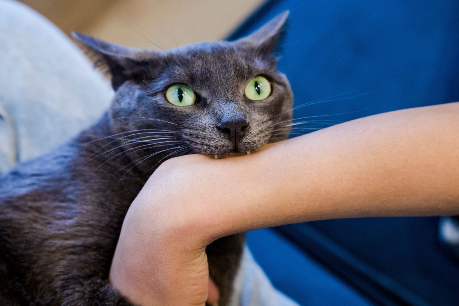 gray cat bites hand