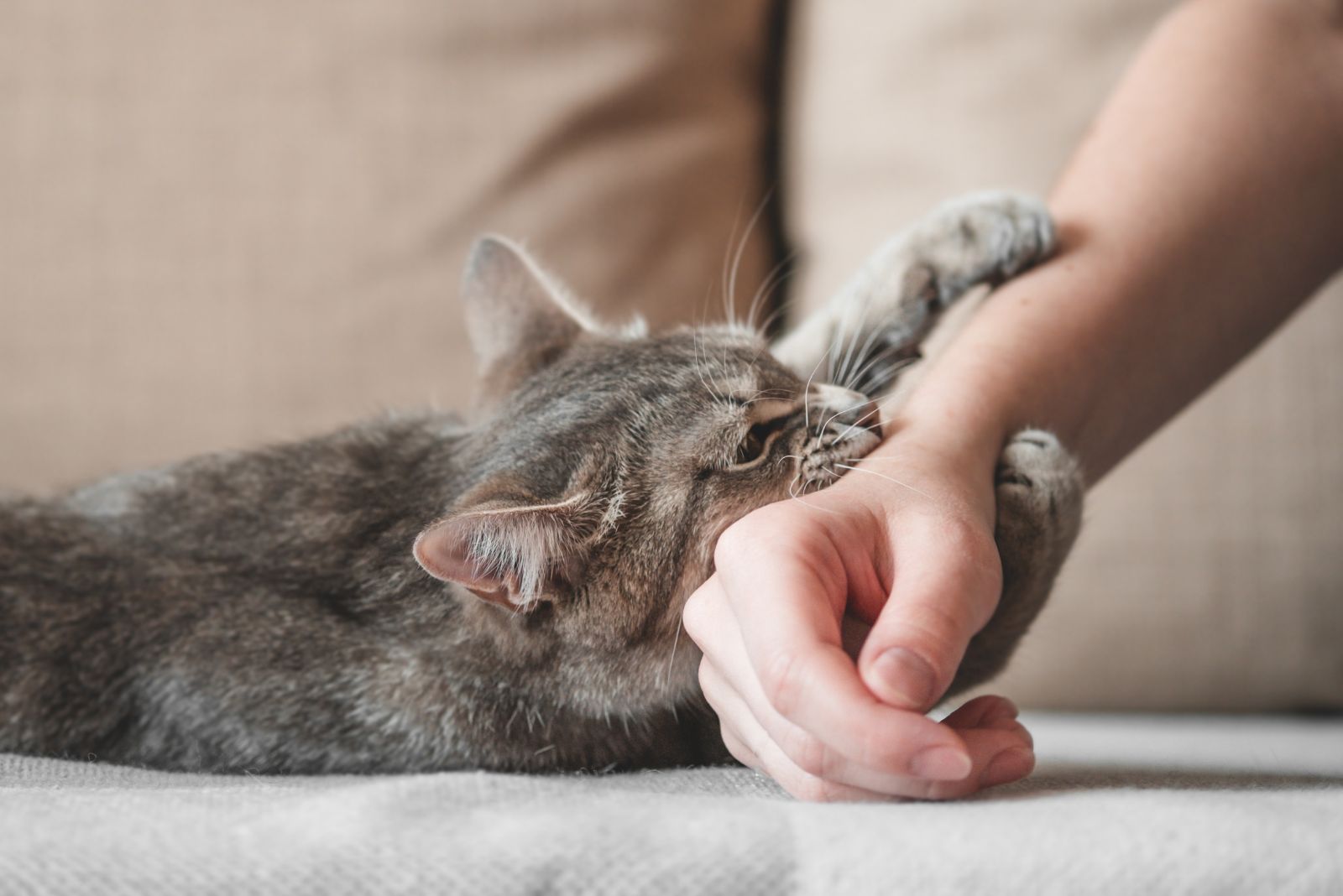 gray cat biting hand