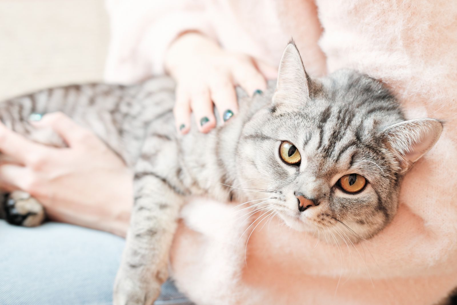 gray cat in womans embrace