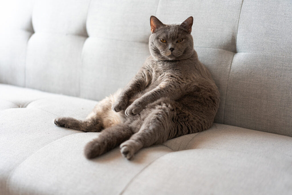 gray cat sitting on the couch