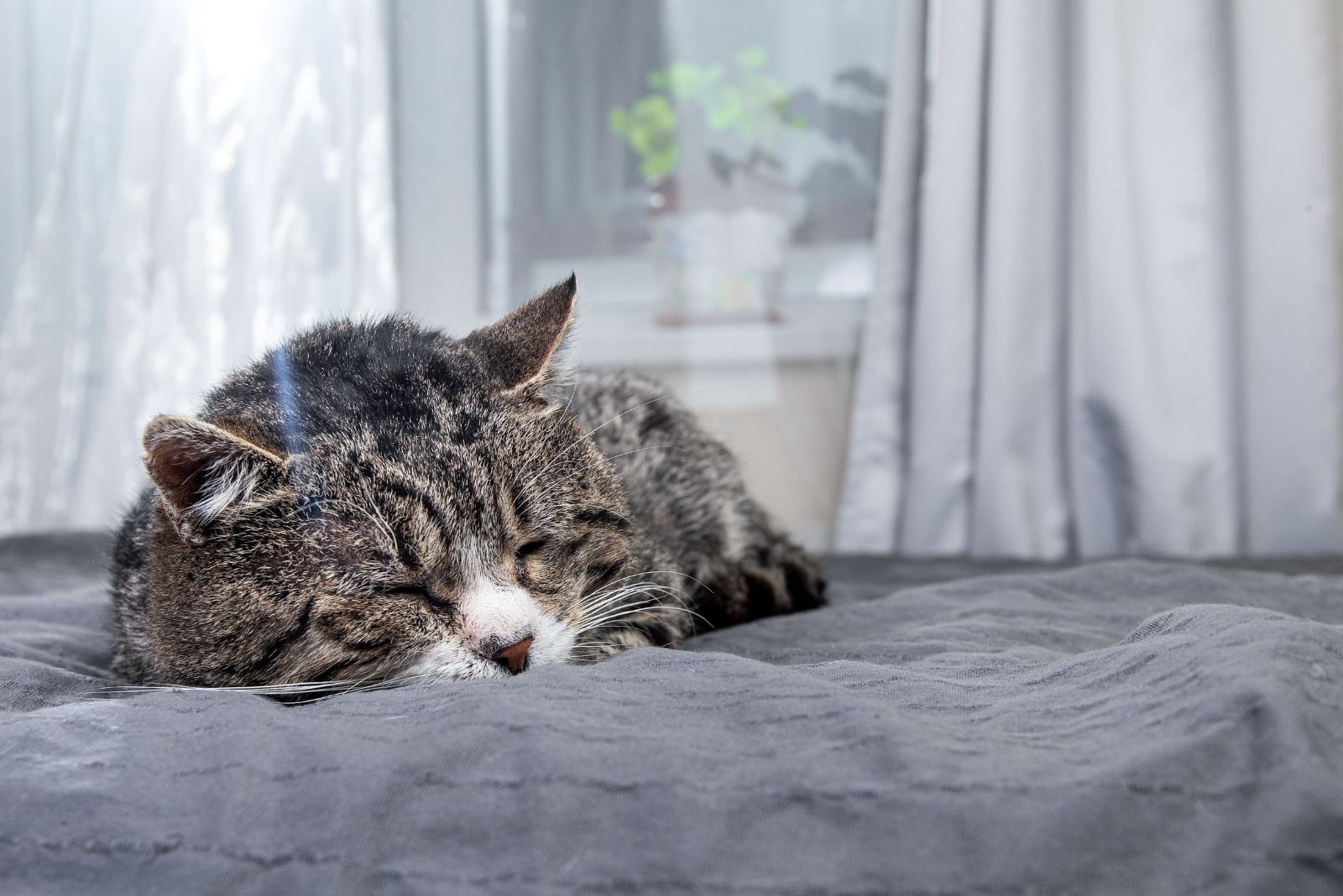 gray cat sleeping