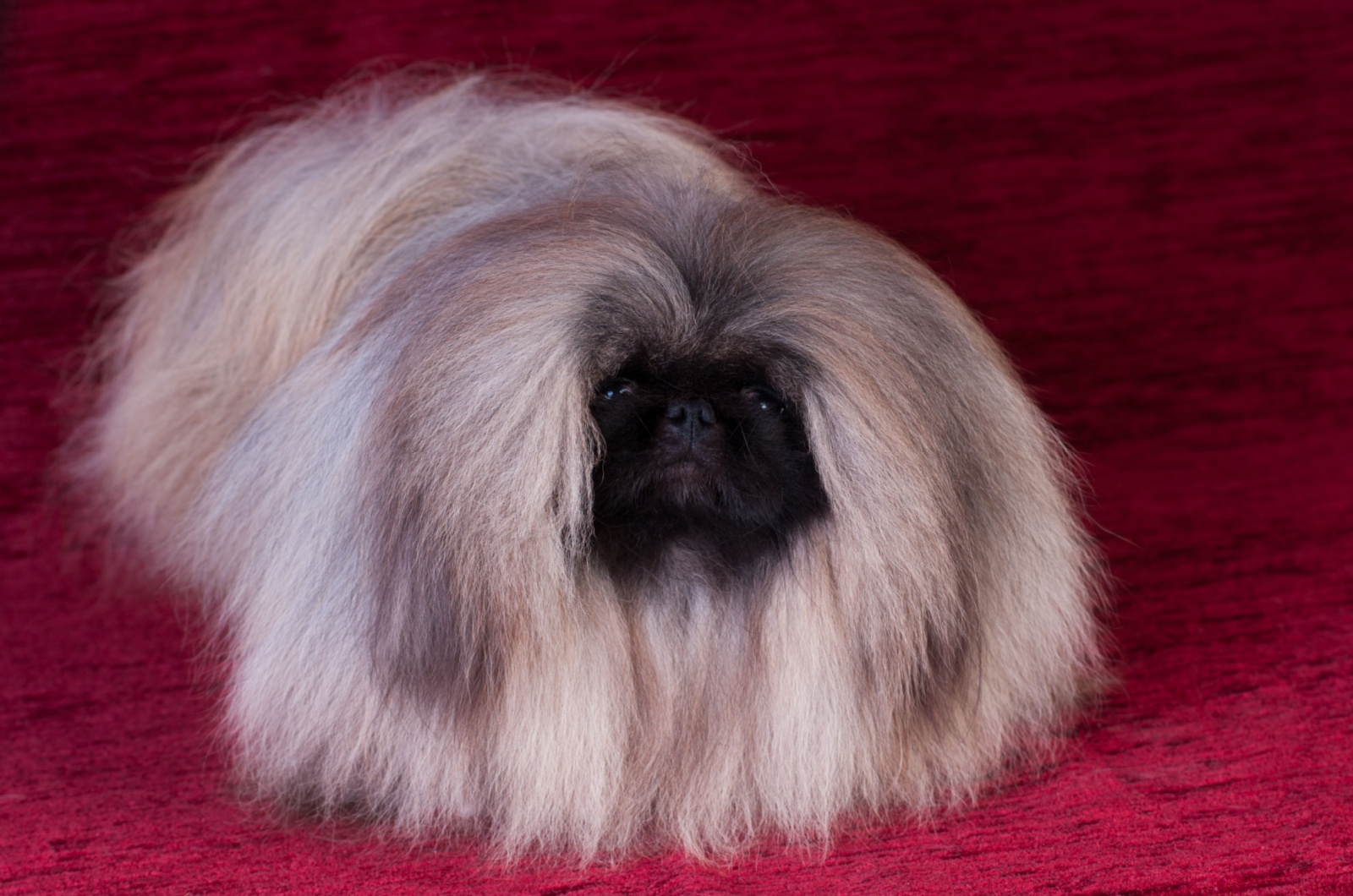 gray pekingese