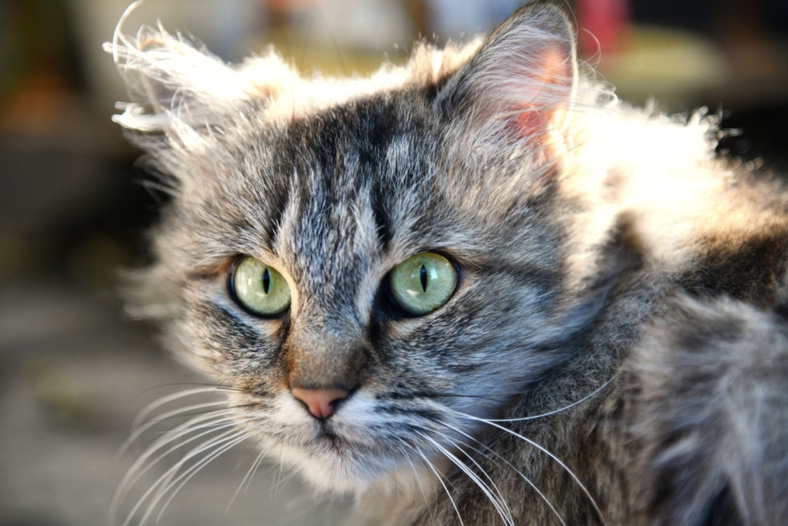 gray persian cat with green eyes