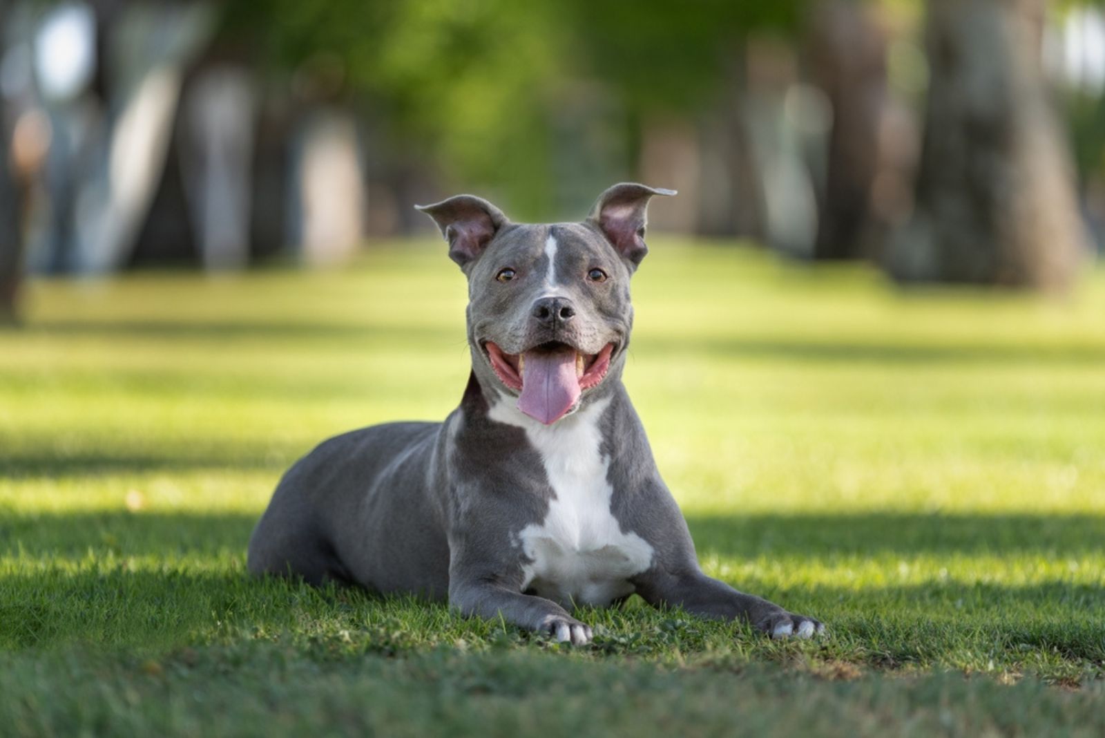 gray pitbull lying on the grass