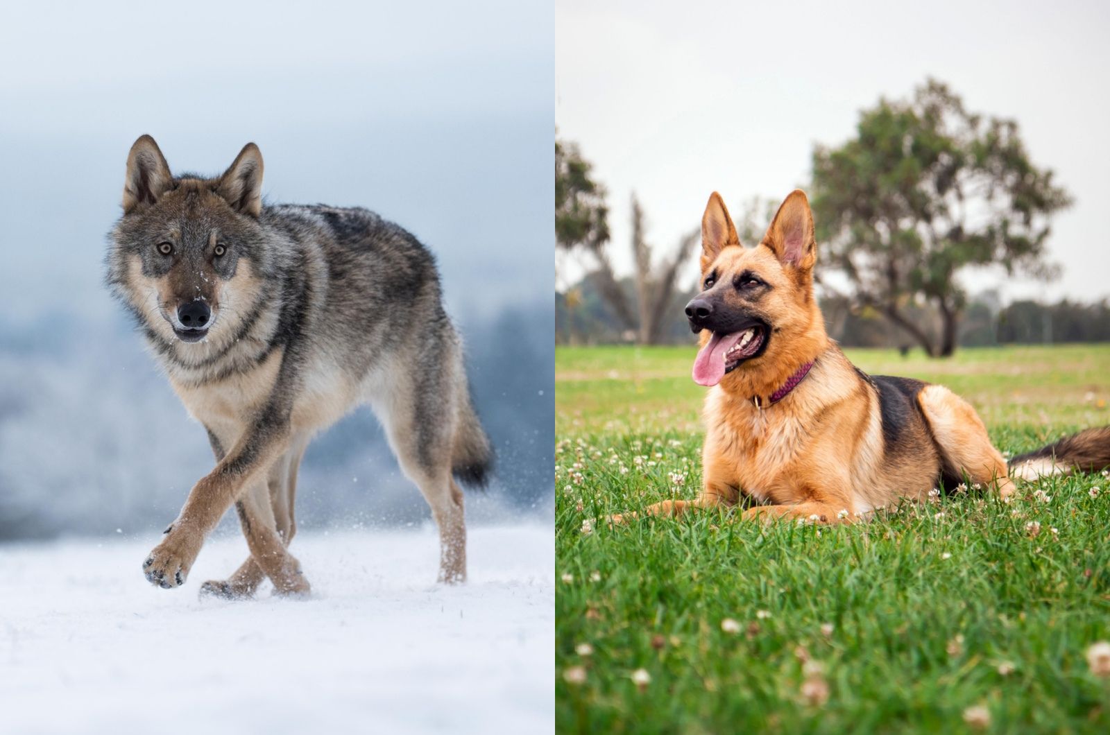 gray wolf and German Shepherd