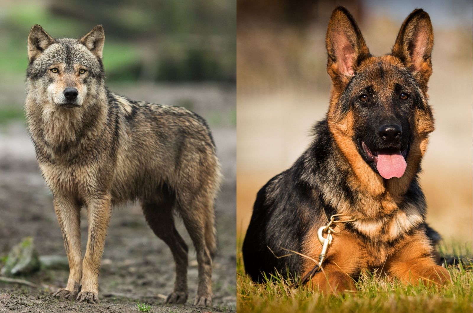 gray wolf and adorable German Shepherd