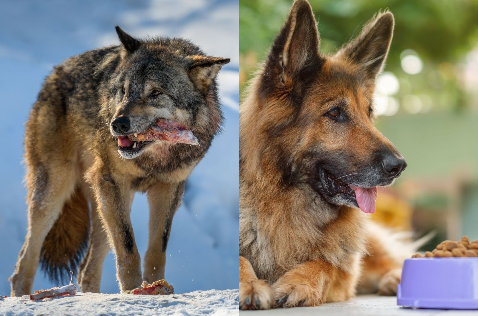 gray wolf eating and German Shepherd laying down