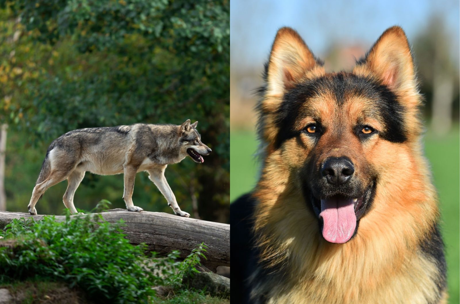 gray wolf in forest and German Shepherd