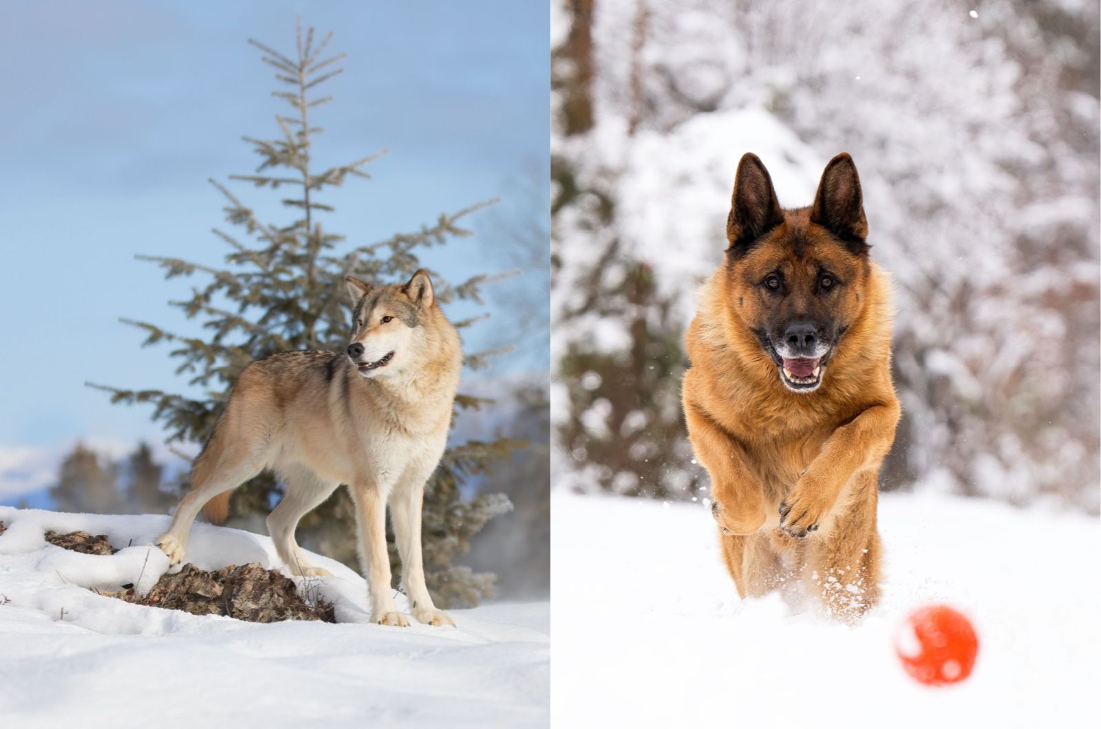 gray wolf in snow and German Shepherd in snow