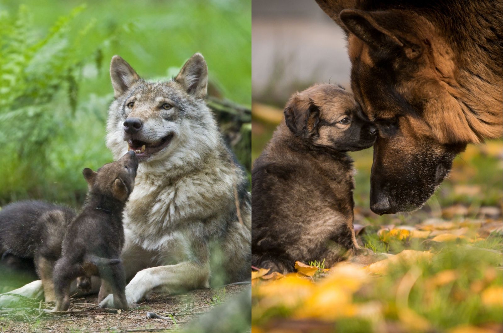 gray wolf with puppy and German Shepherd with puppy