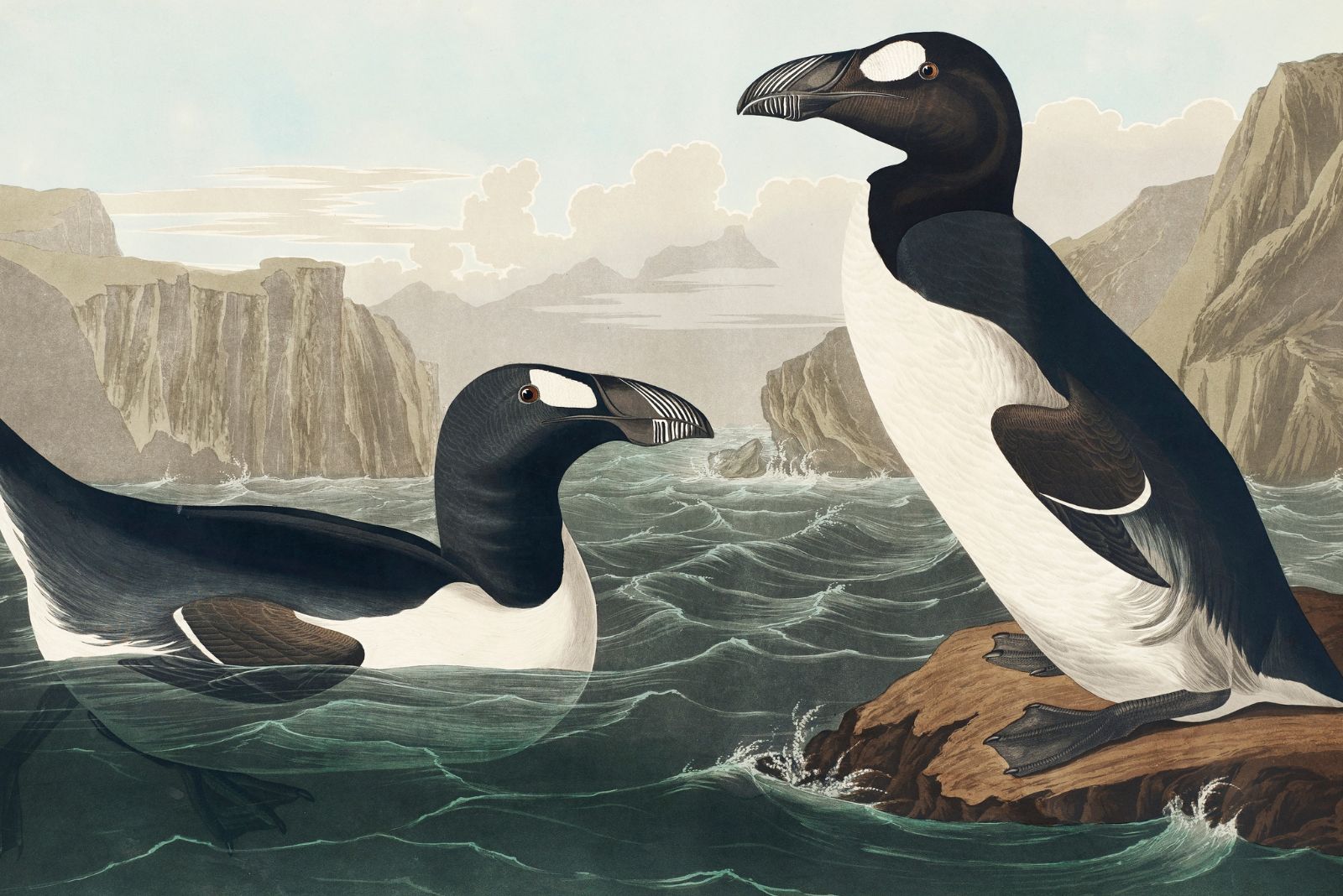 great auk