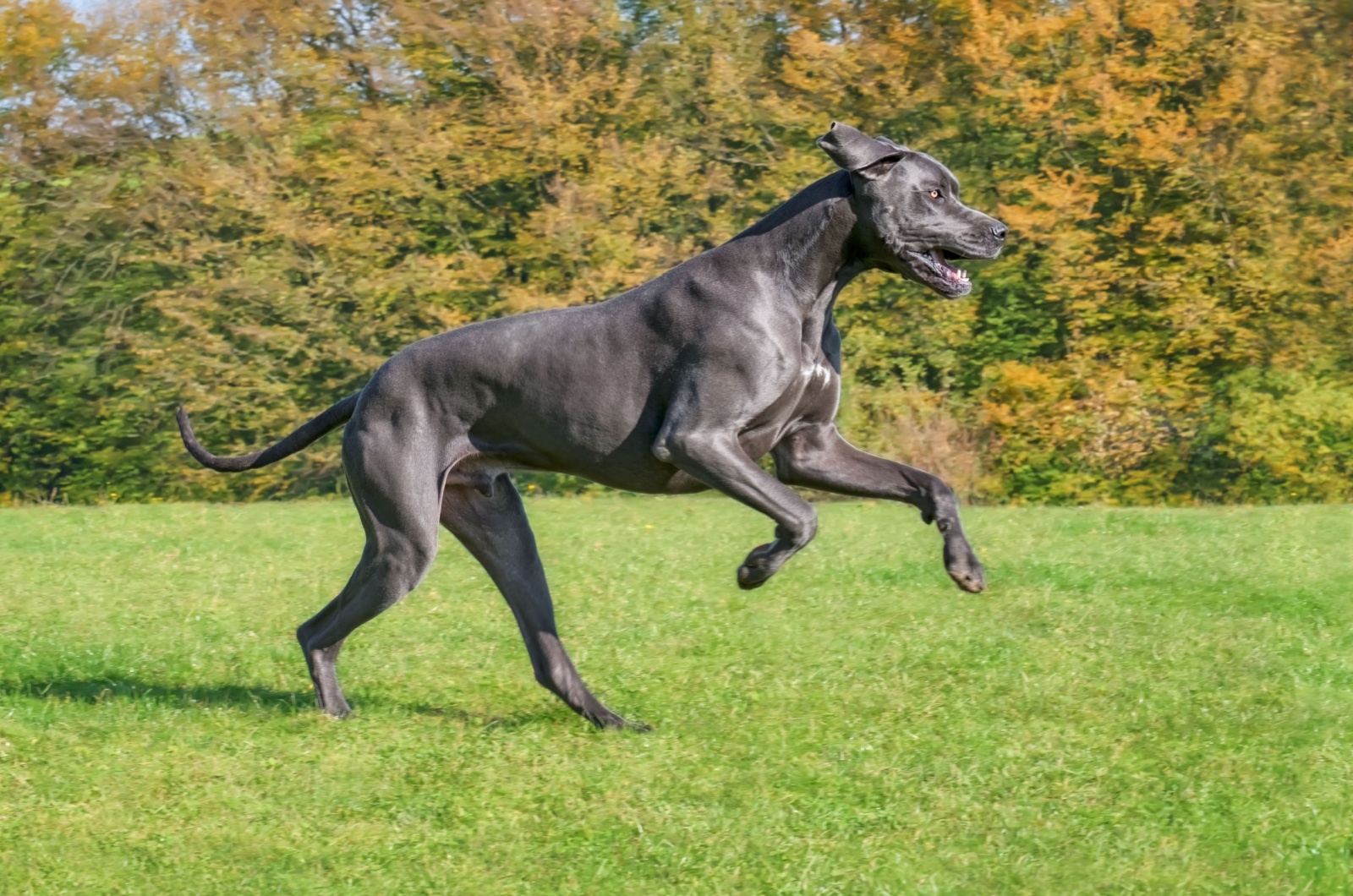 great dane