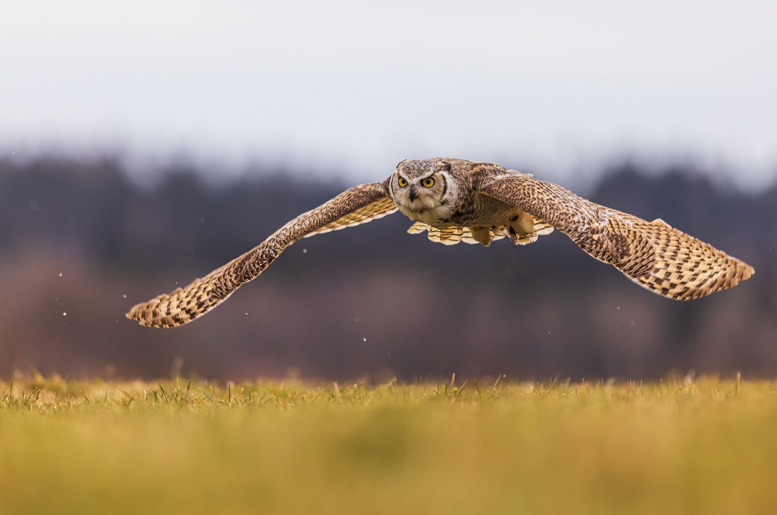 great horned owl