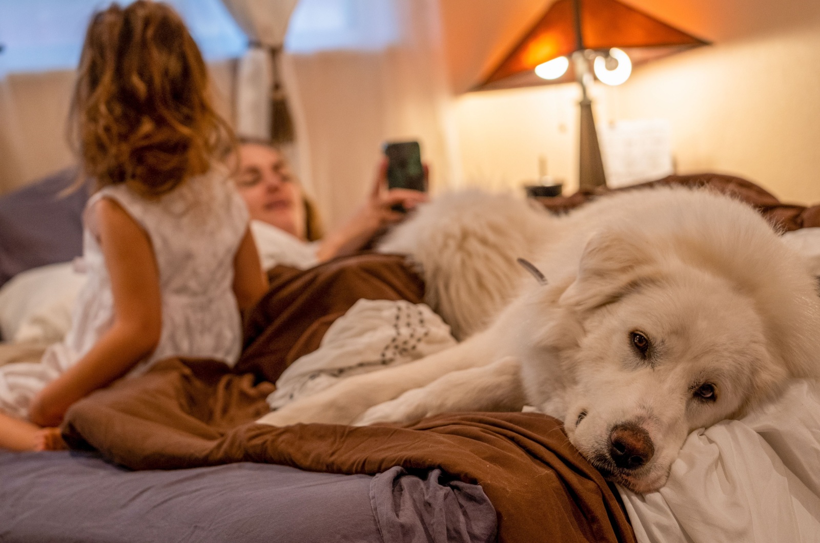 great pyrenees sleeping in bed