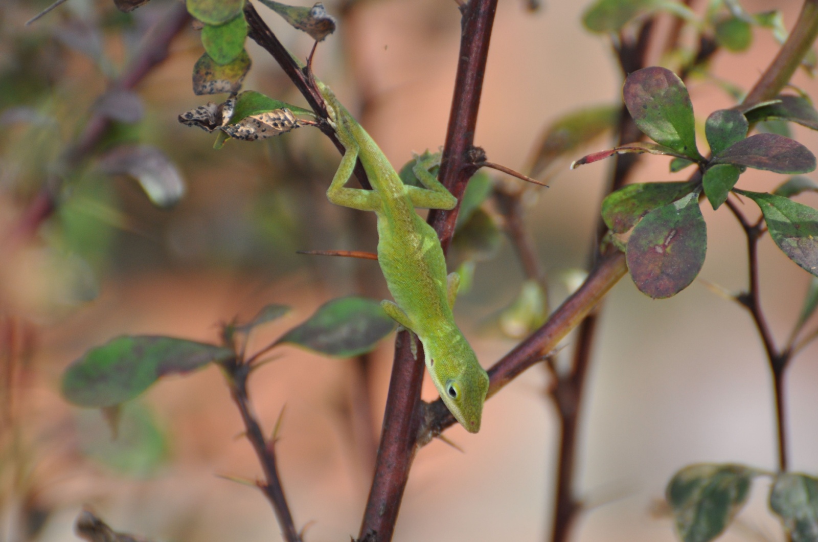 green anole lizard