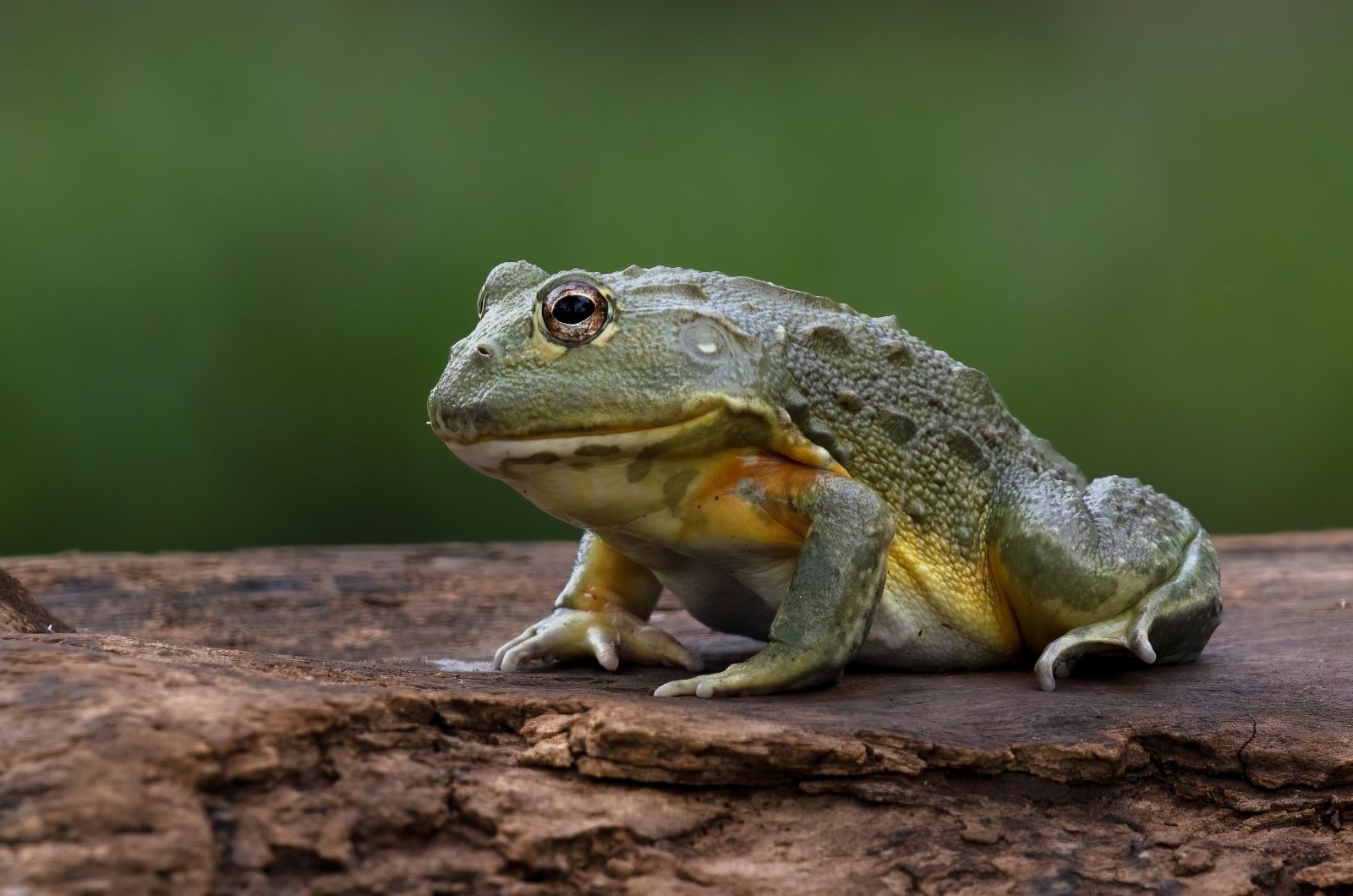 green toad