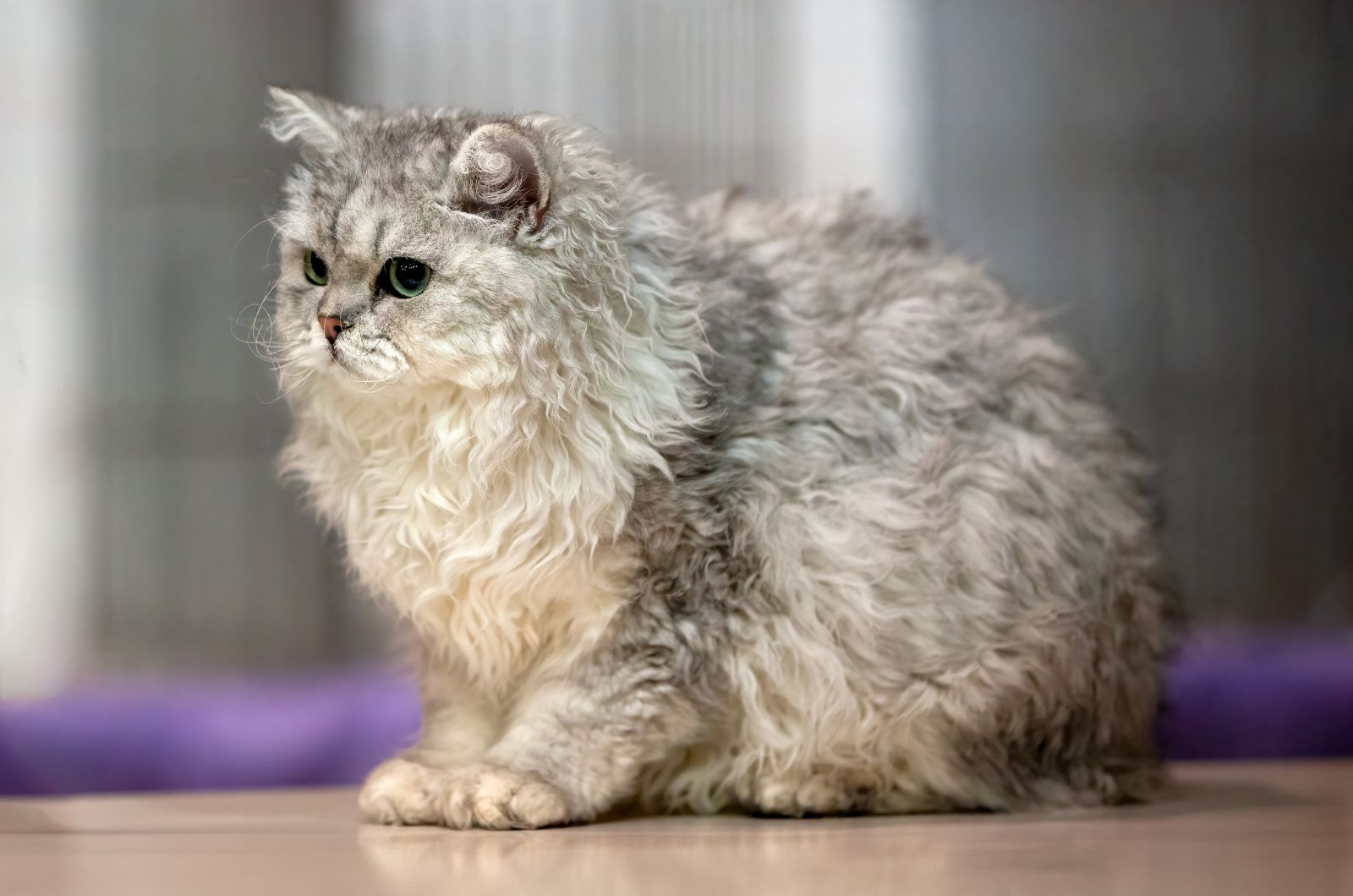 grey fluffy cat