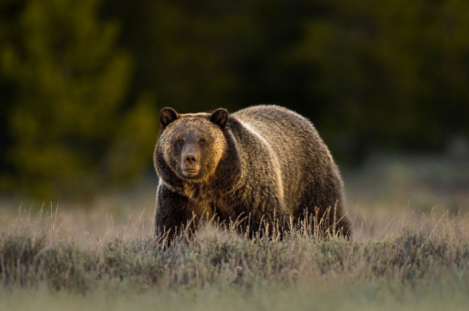 grizzly bear