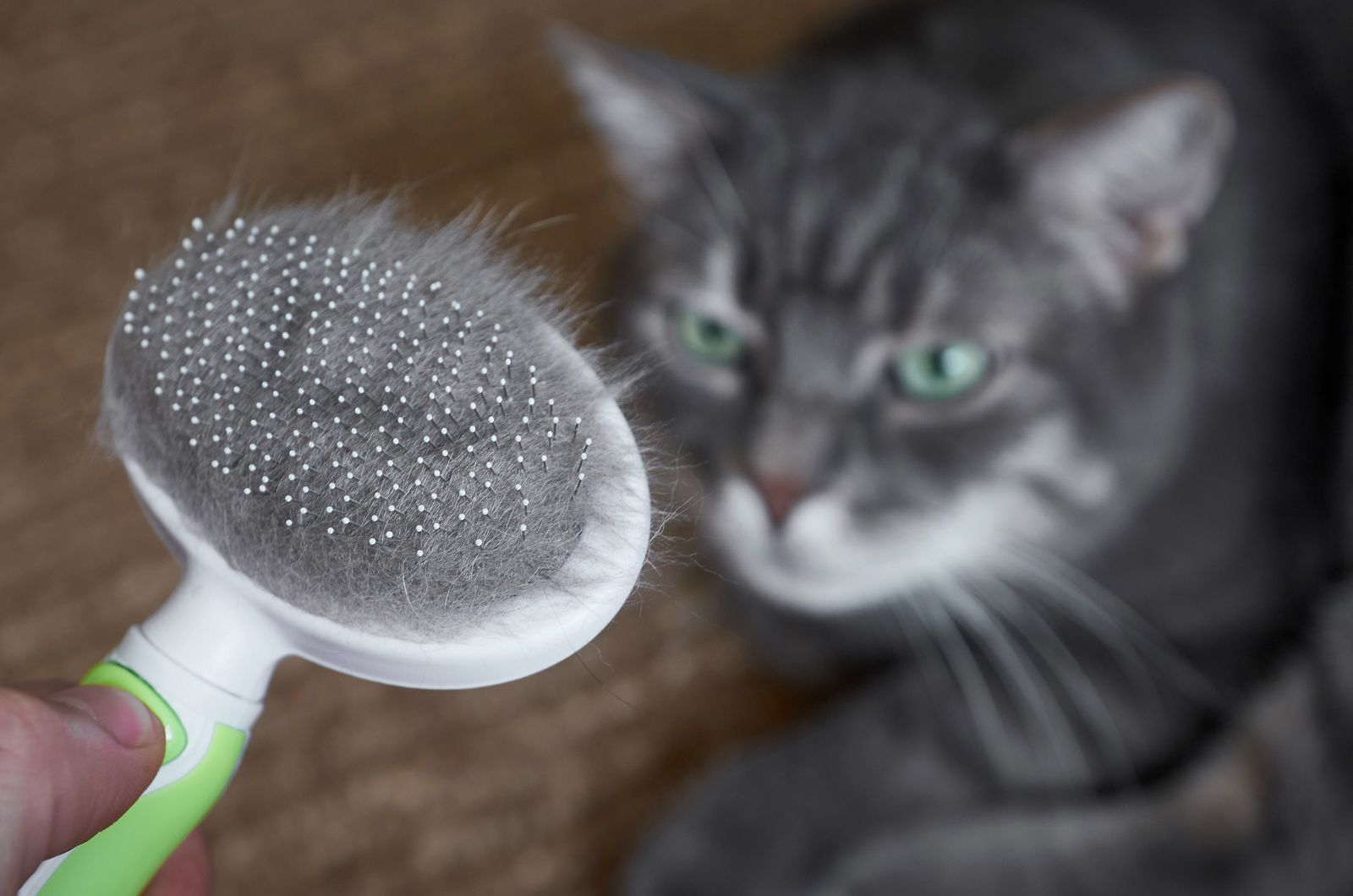 grooming cat with brush