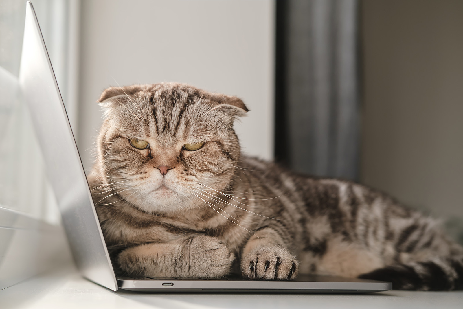 grumpy cat lying on laptop