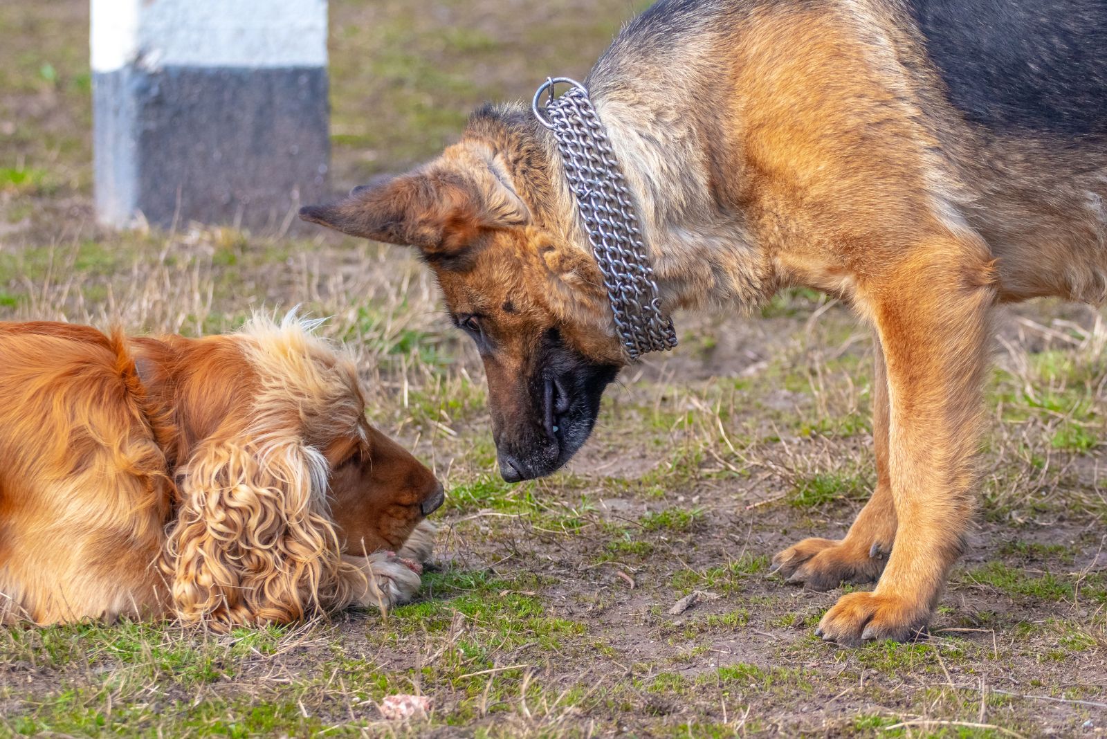 gsd and cocker spaniel