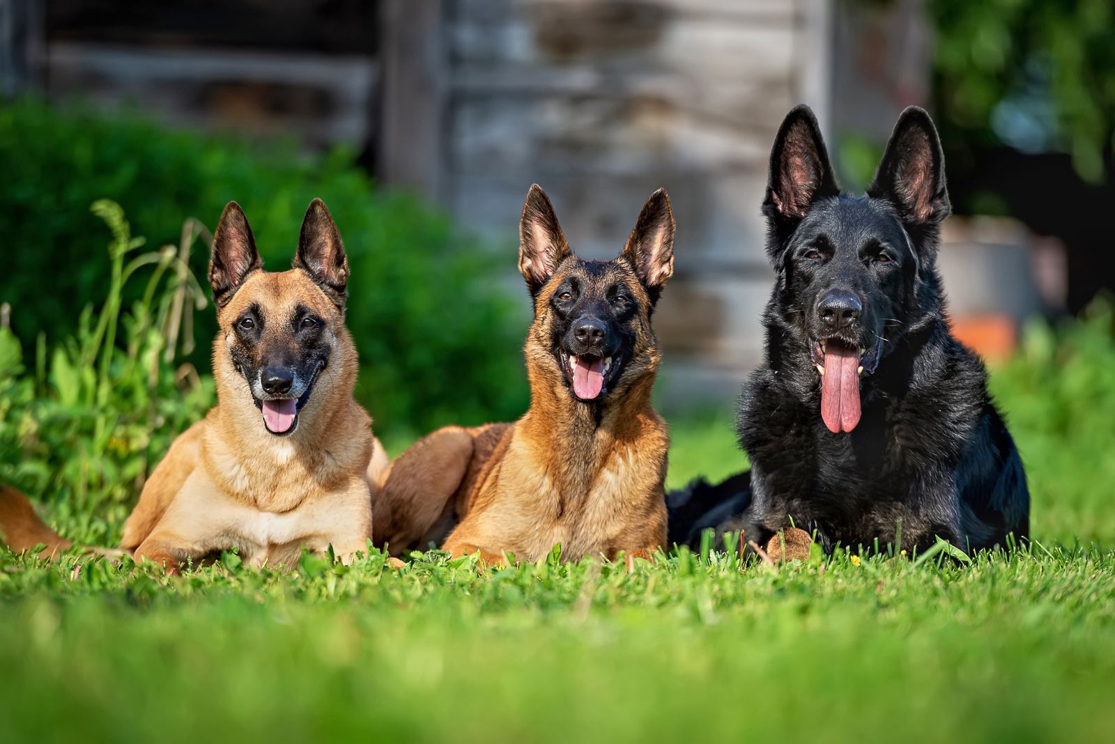 gsd and malinois