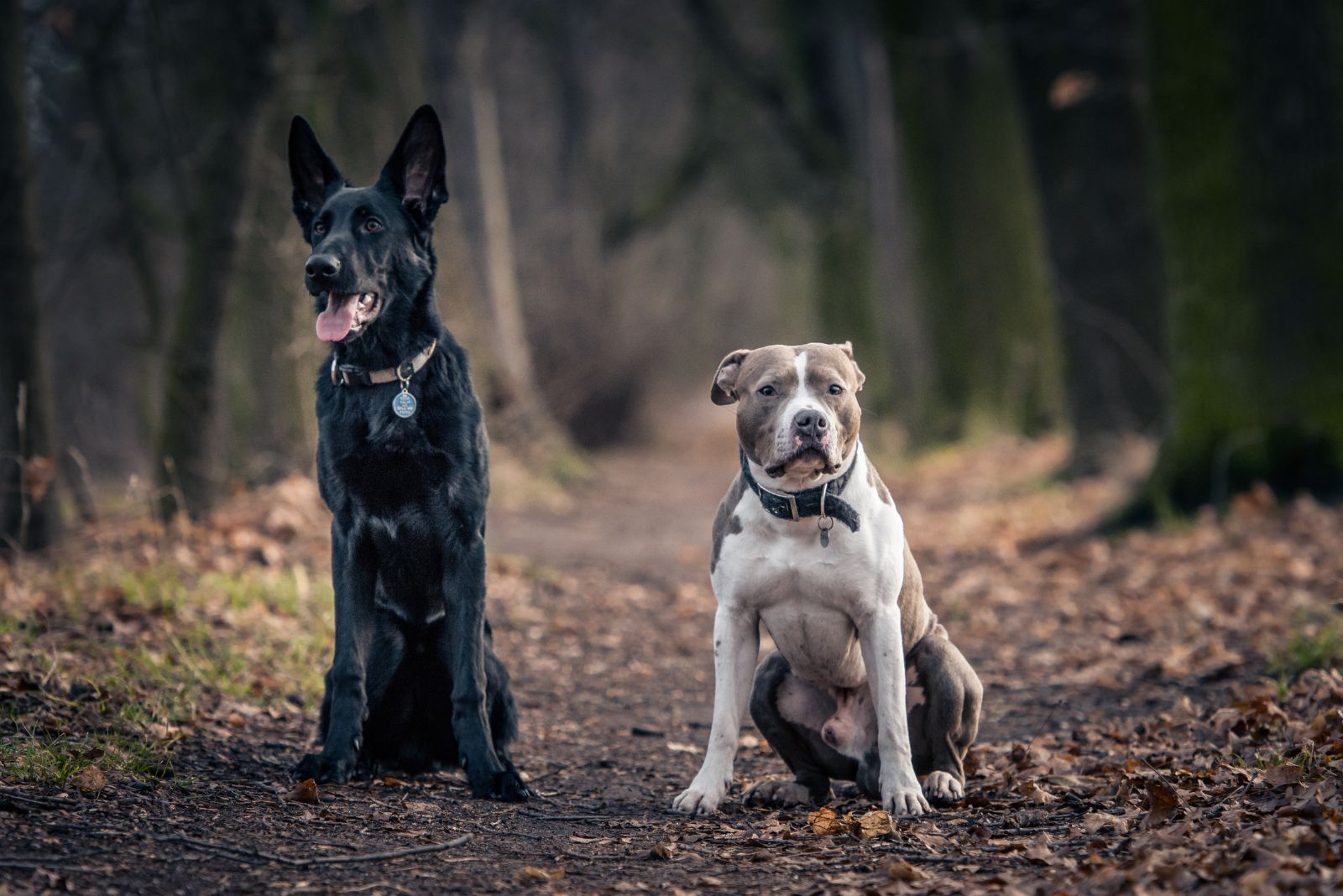 gsd and pitbull