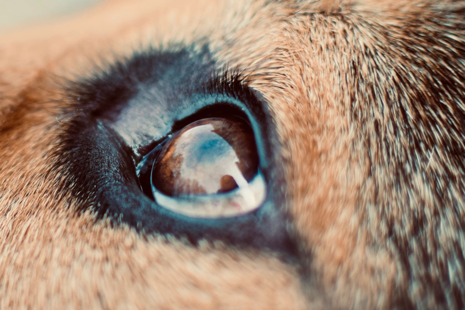 gsd eye closeup