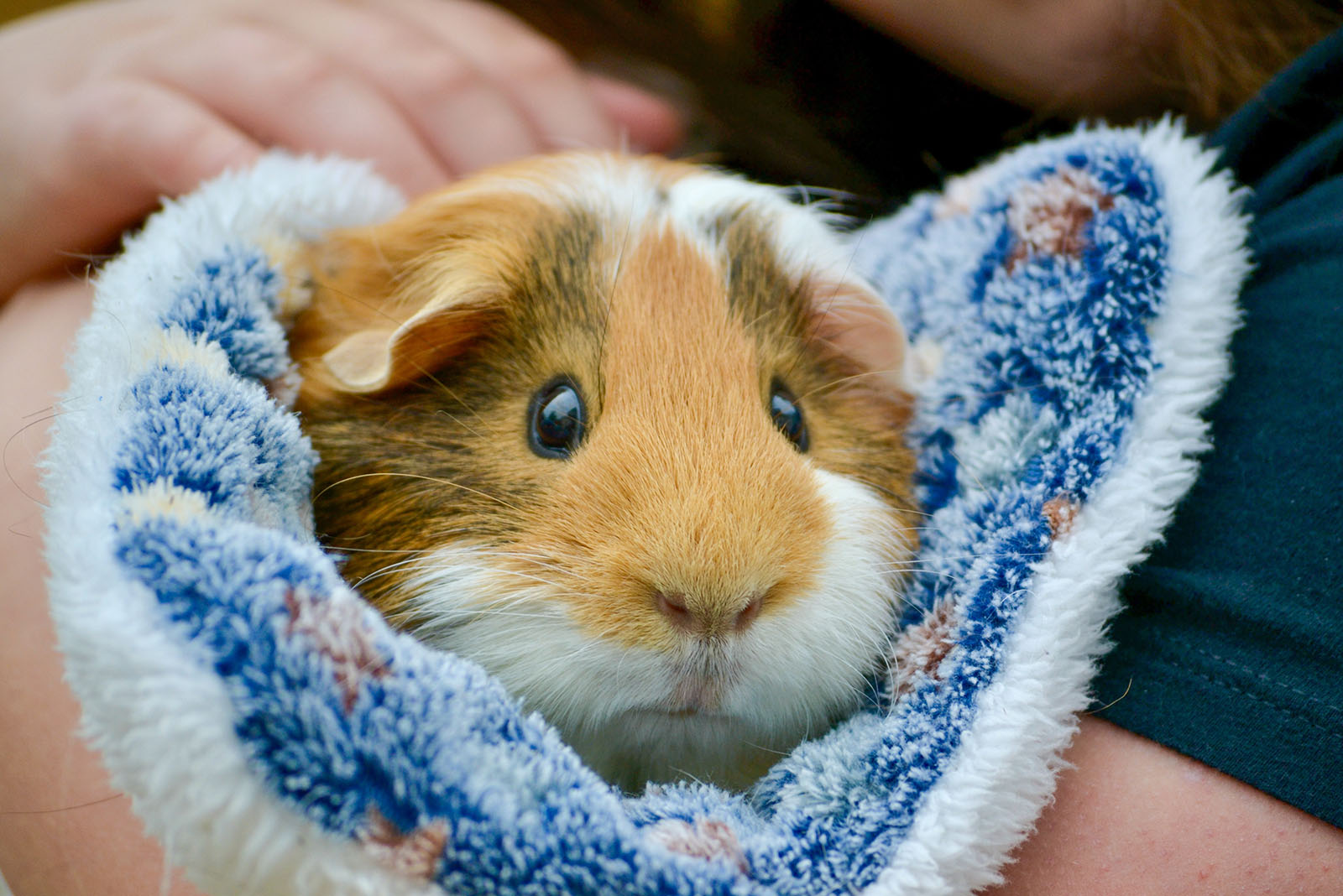 guinea pig