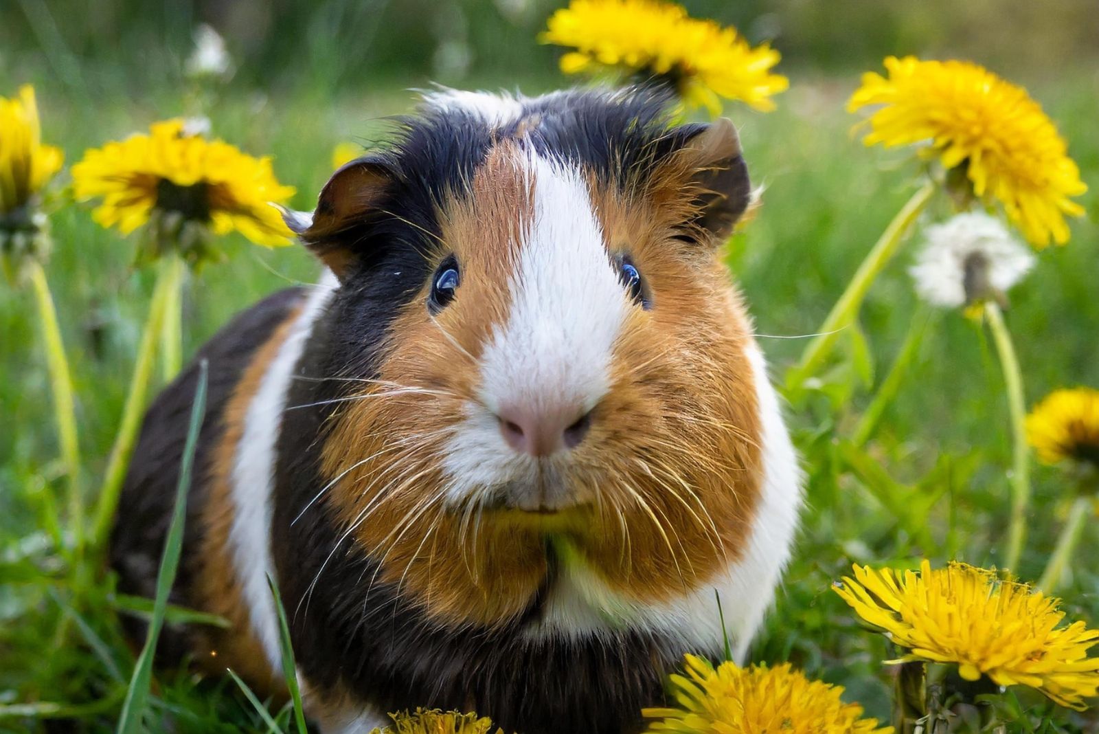 guinea pig