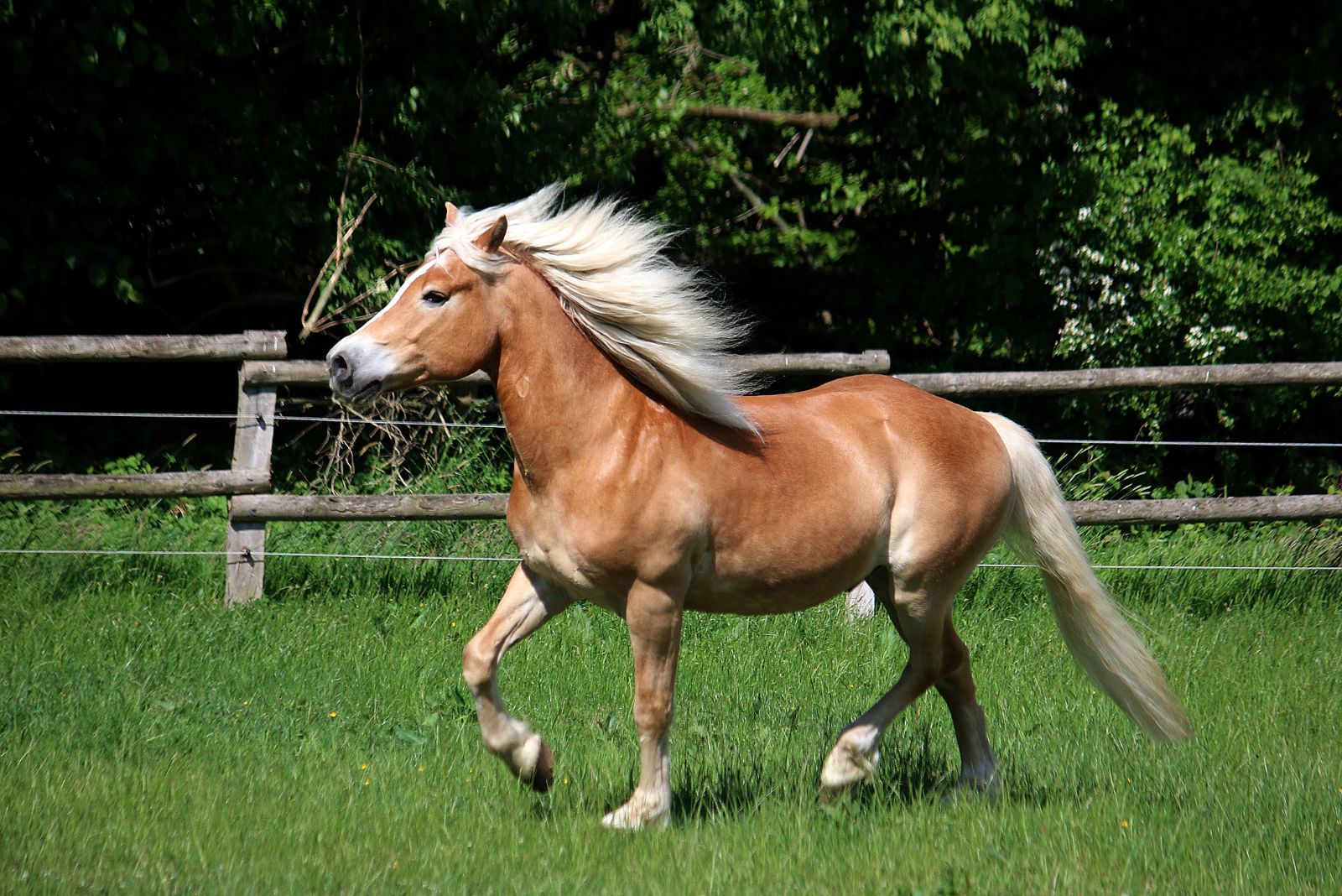 haflinger