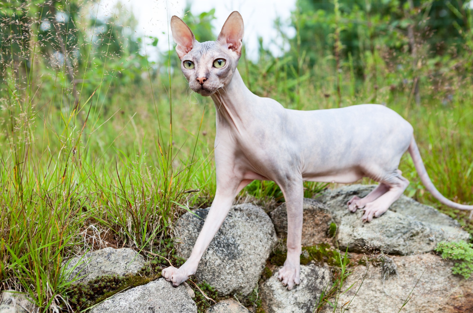 hairless cat outdoors