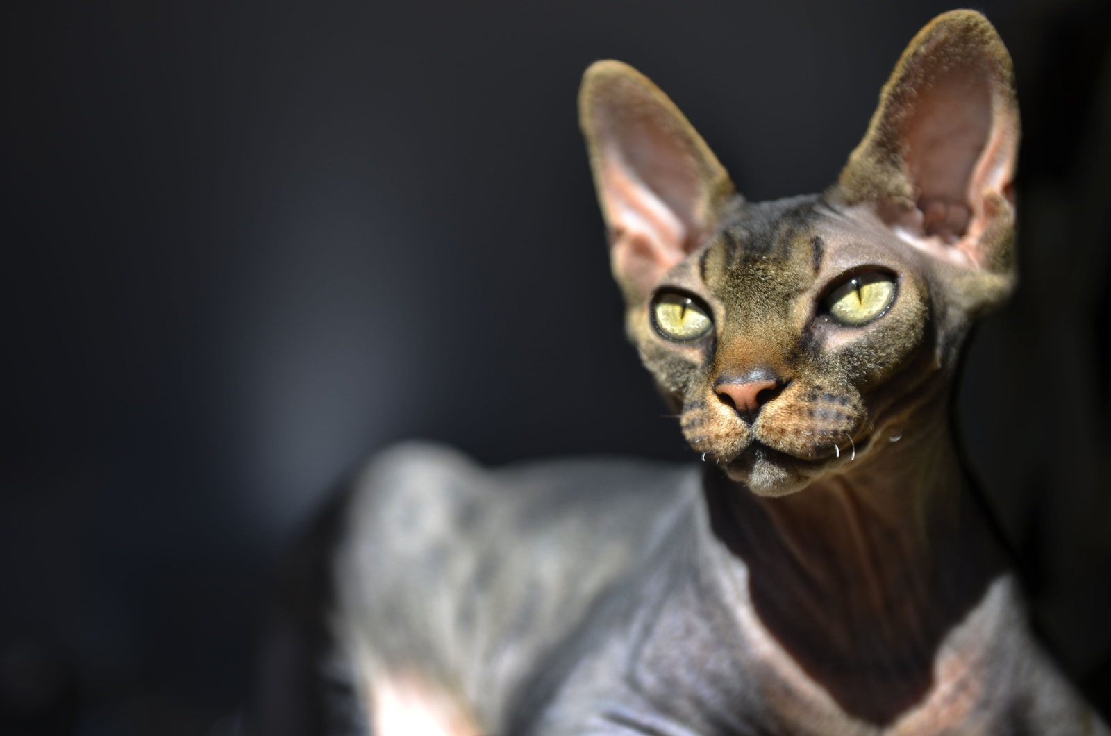 hairless cat portrait