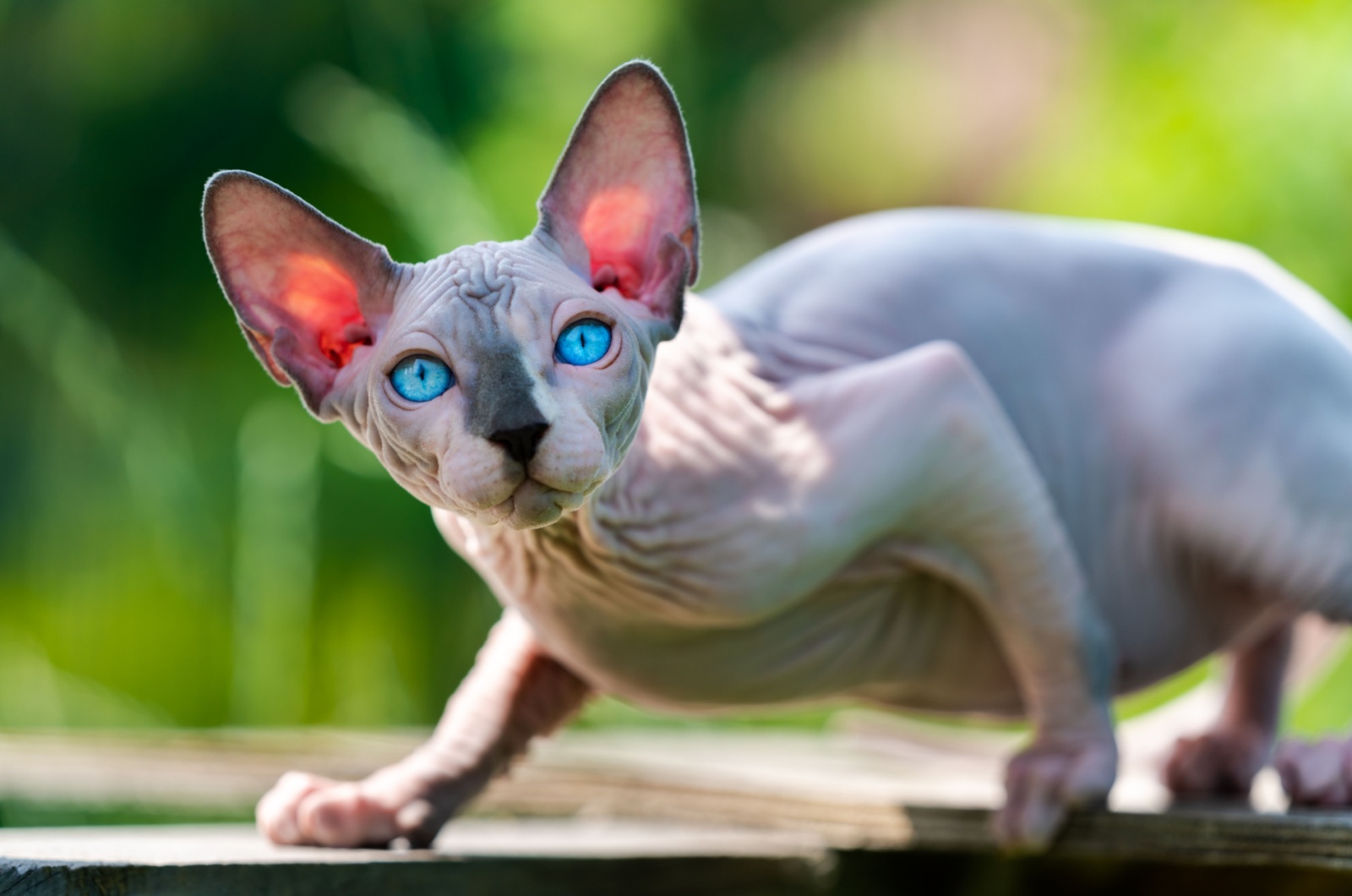 hairless cat with blue eyes