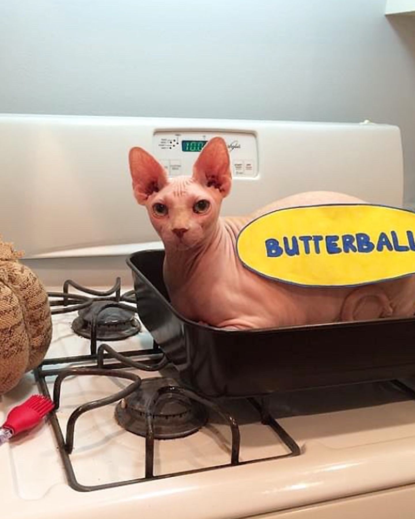 hairless cat