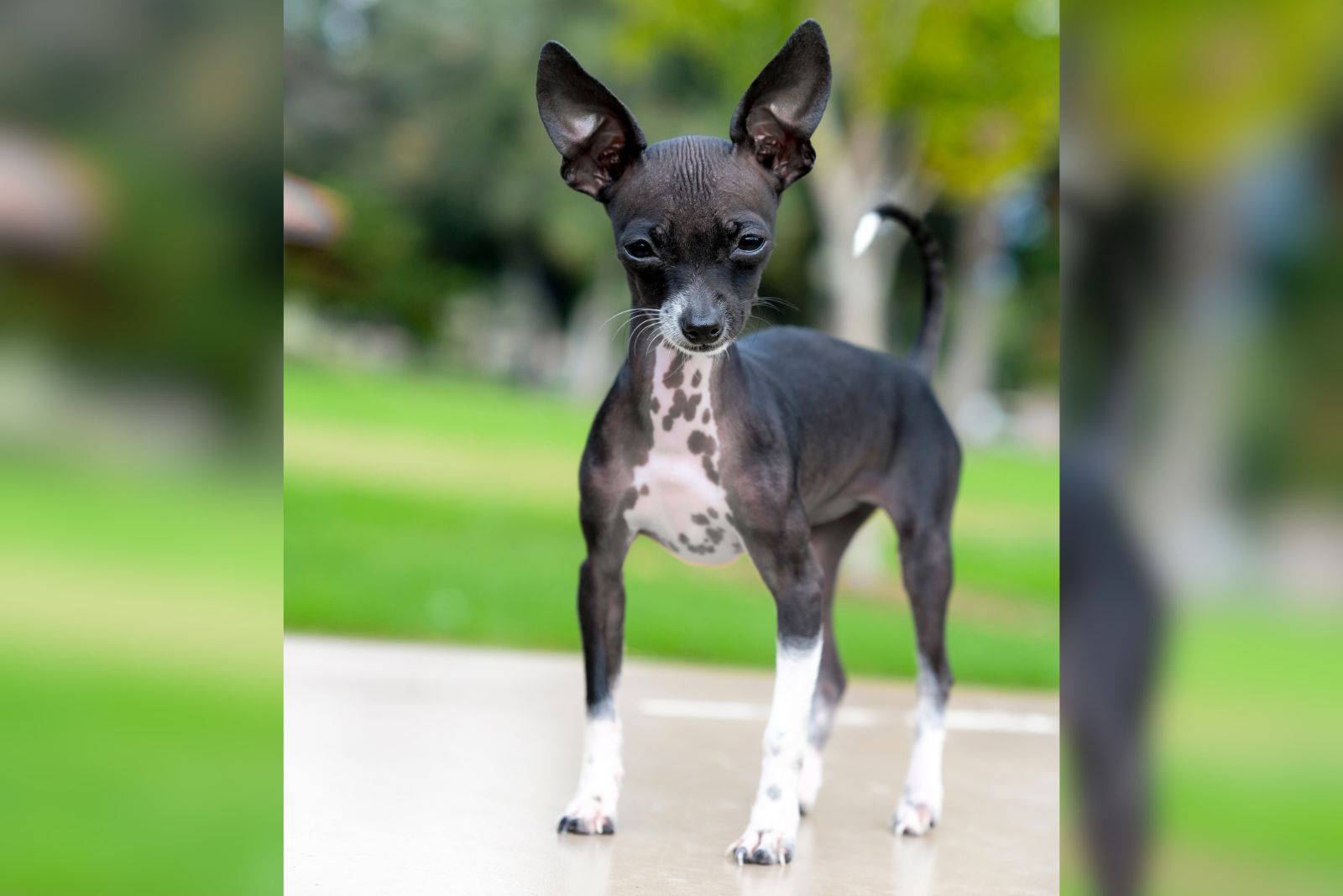 hairless chihuahua standing