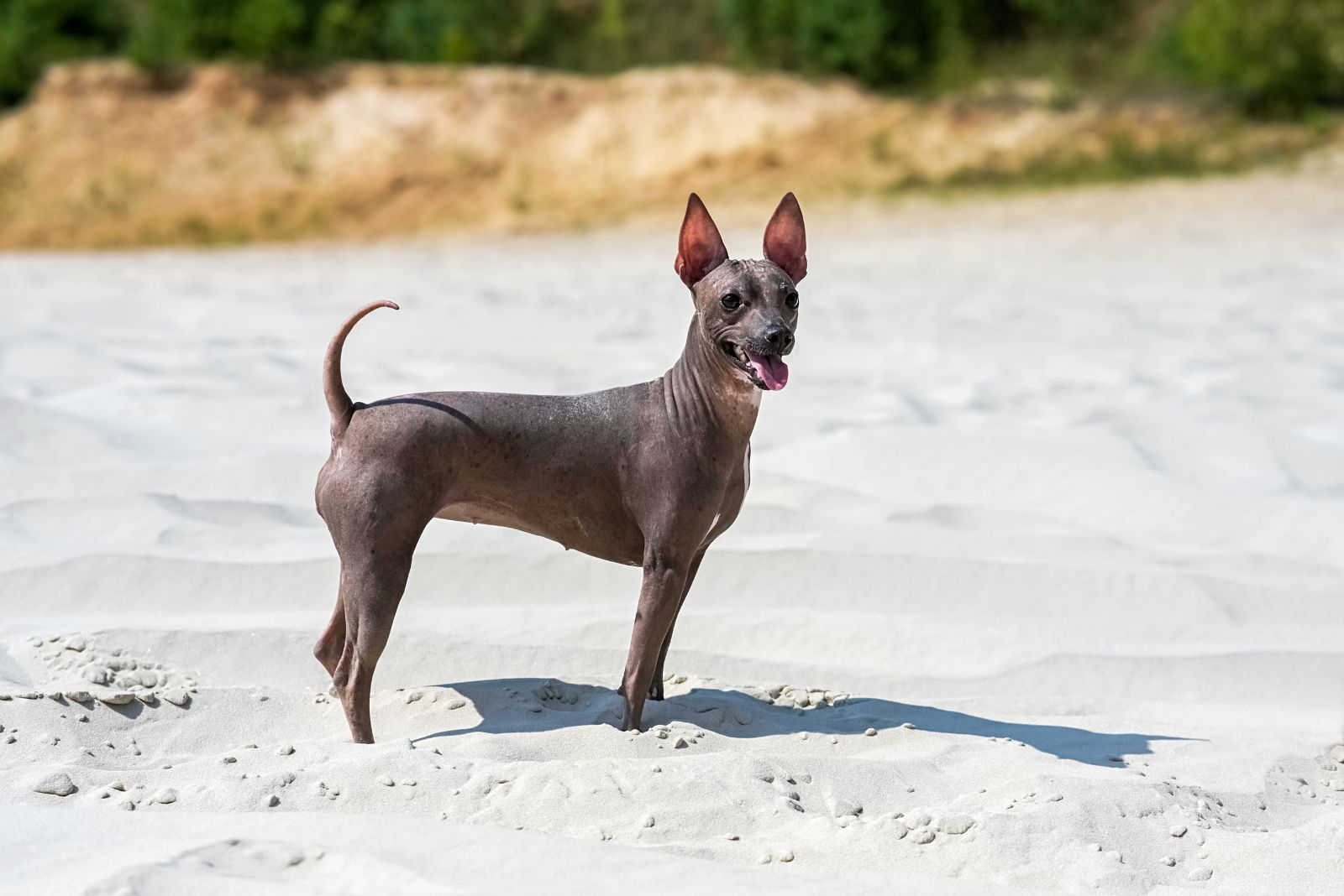 hairless dog in sand