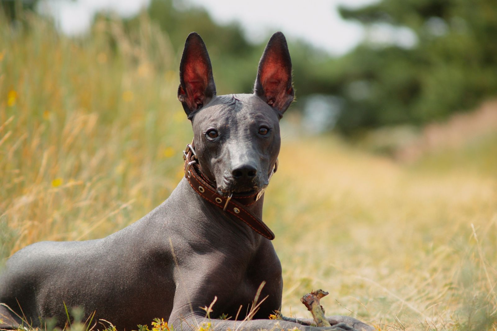 hairless dog lying outside