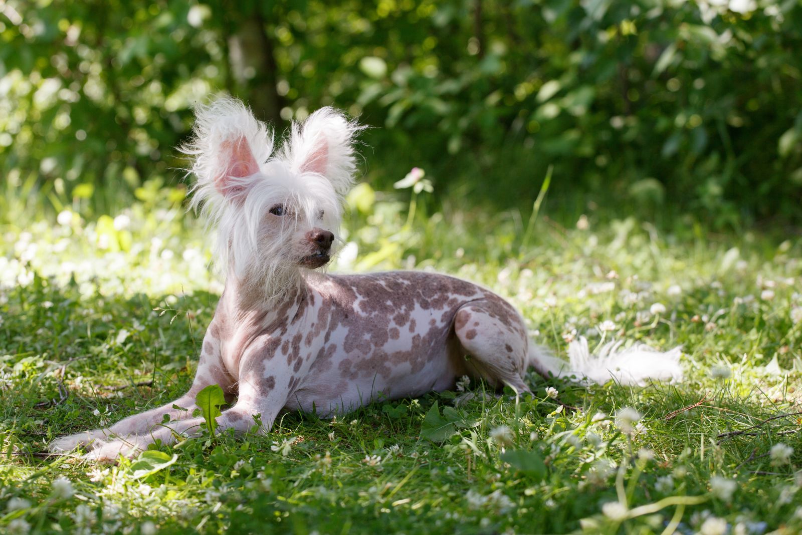 hairless dog on grass