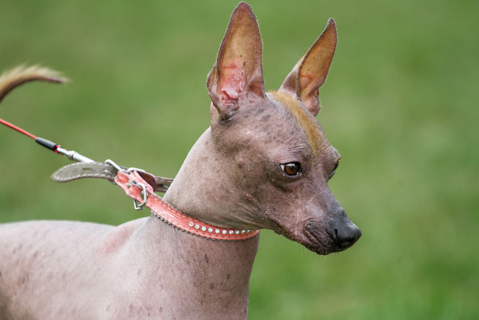 hairless dog on leash