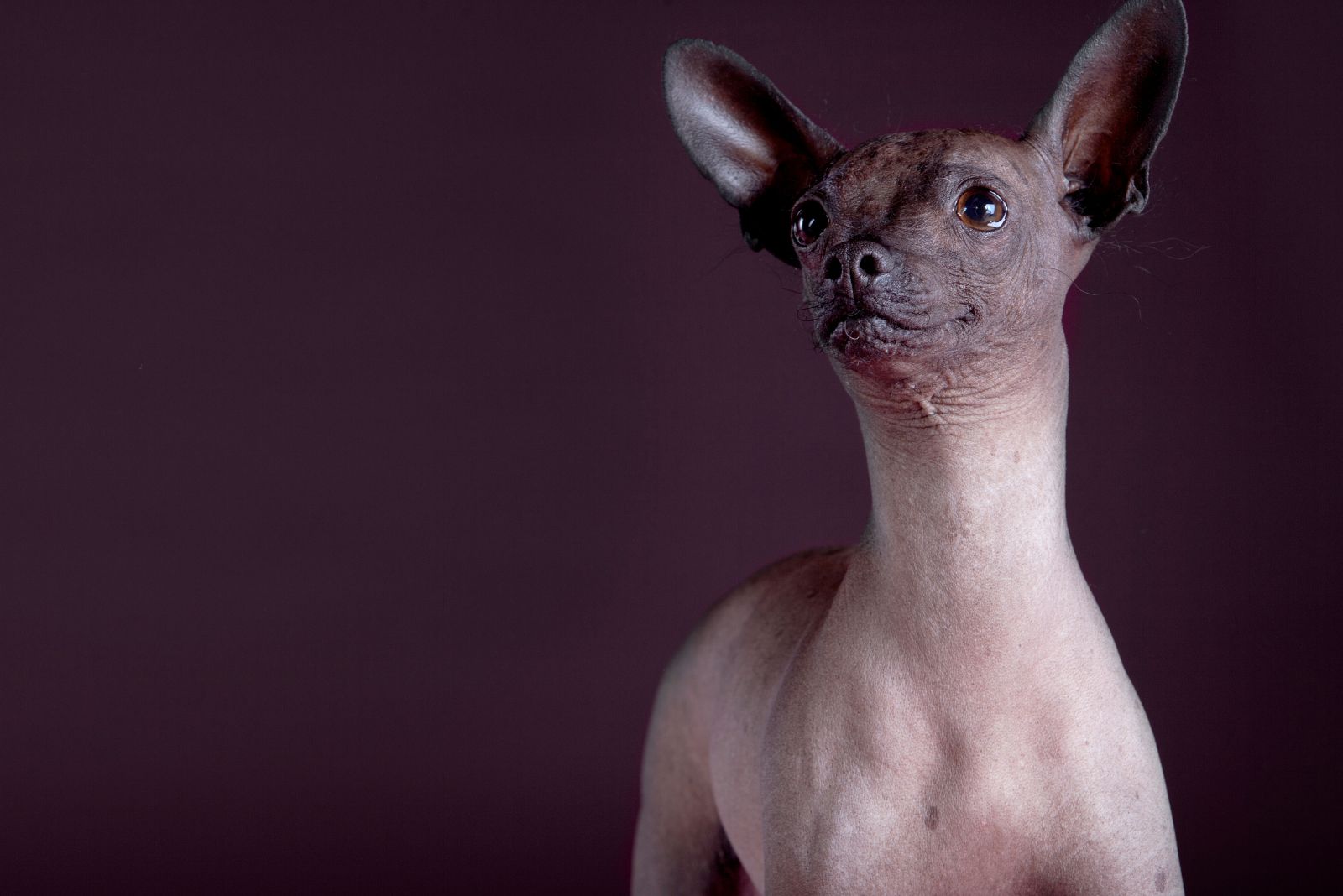 hairless dog portrait