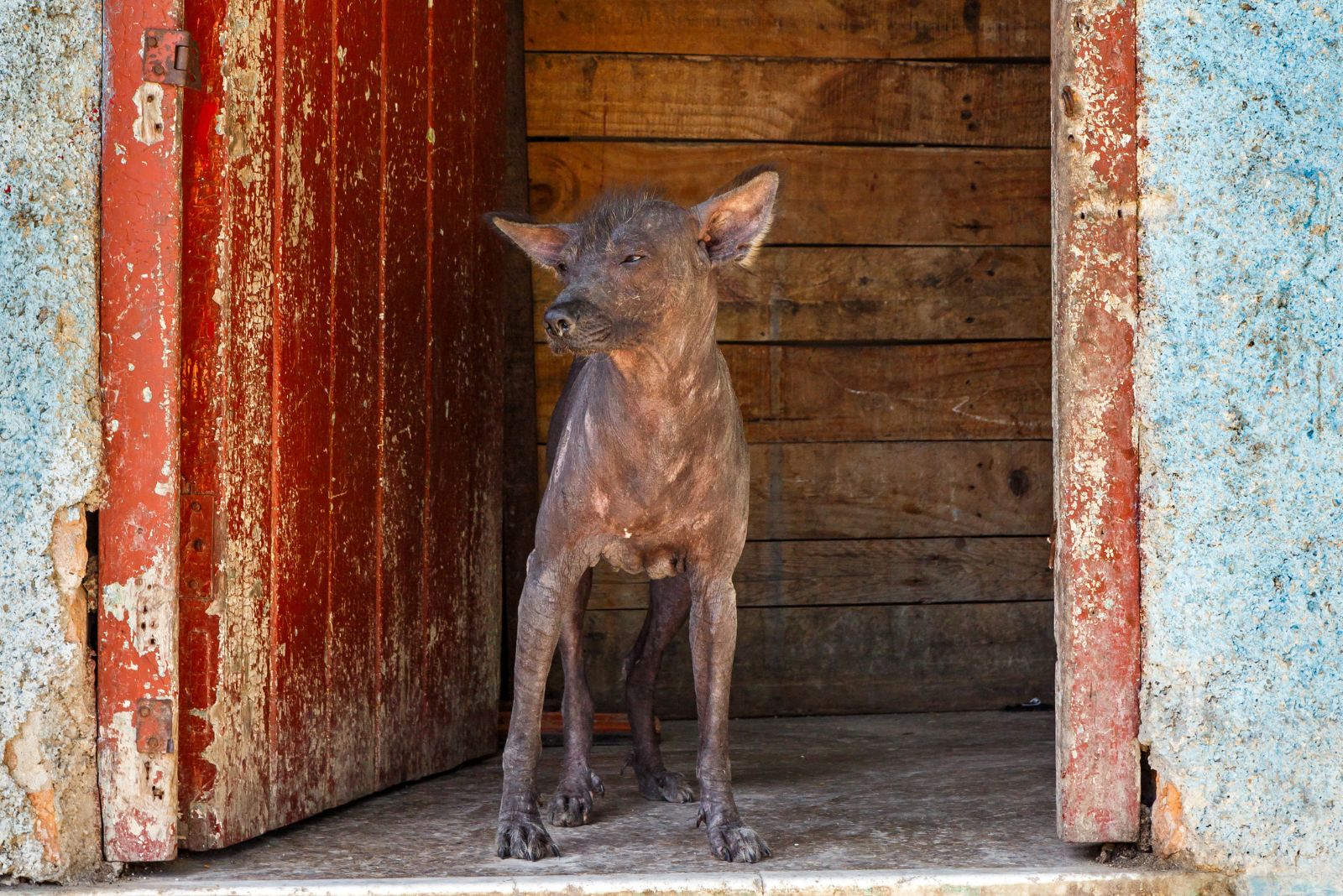 hairless dog standing at door