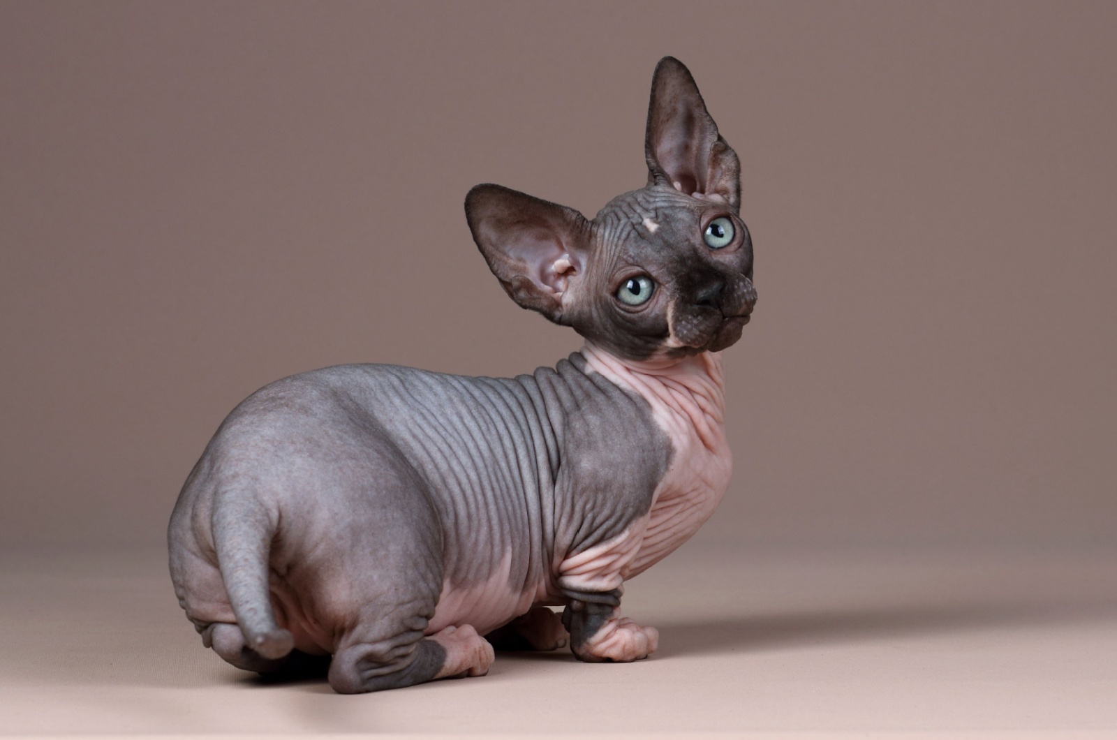 hairless kitten