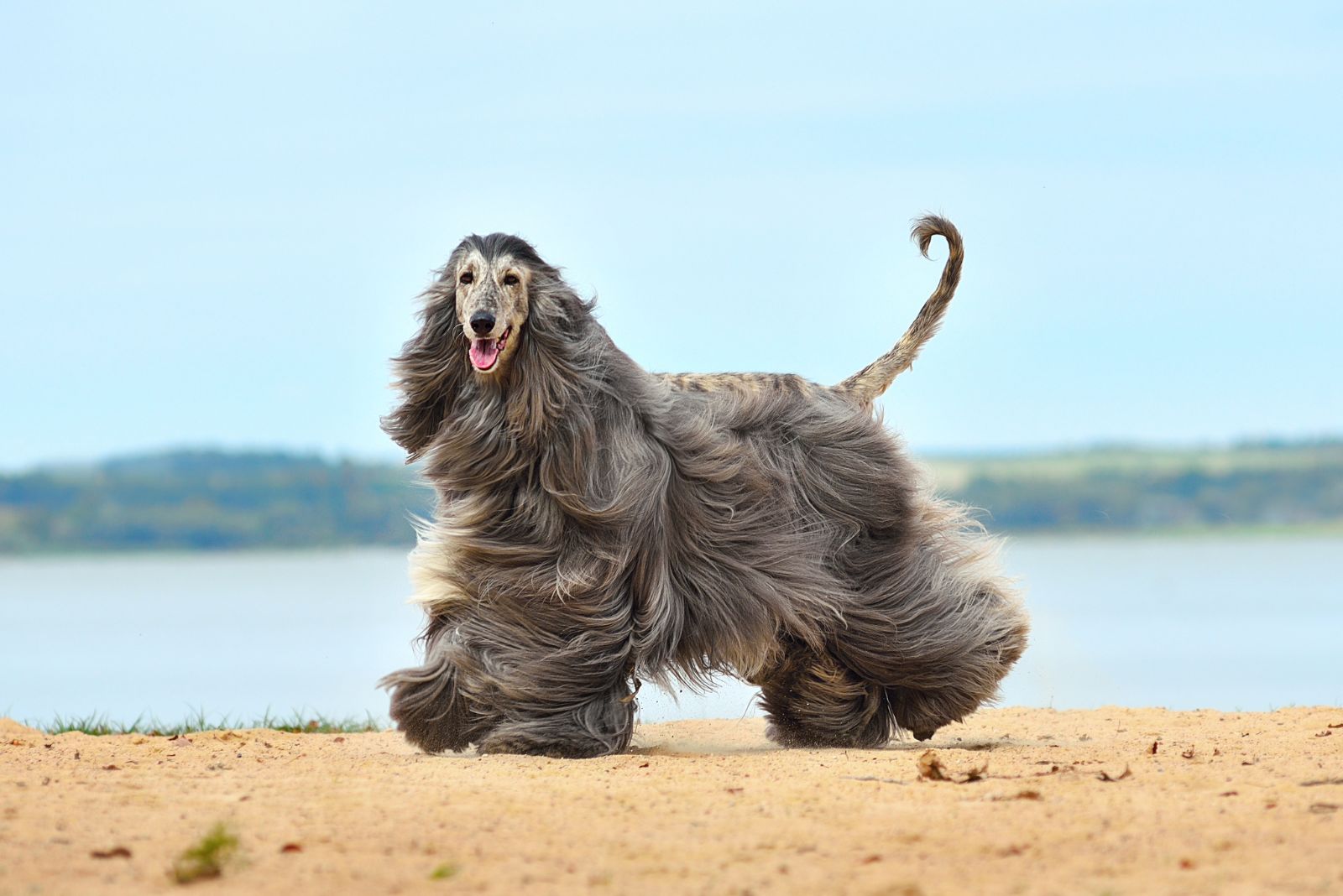 hairy gray dog