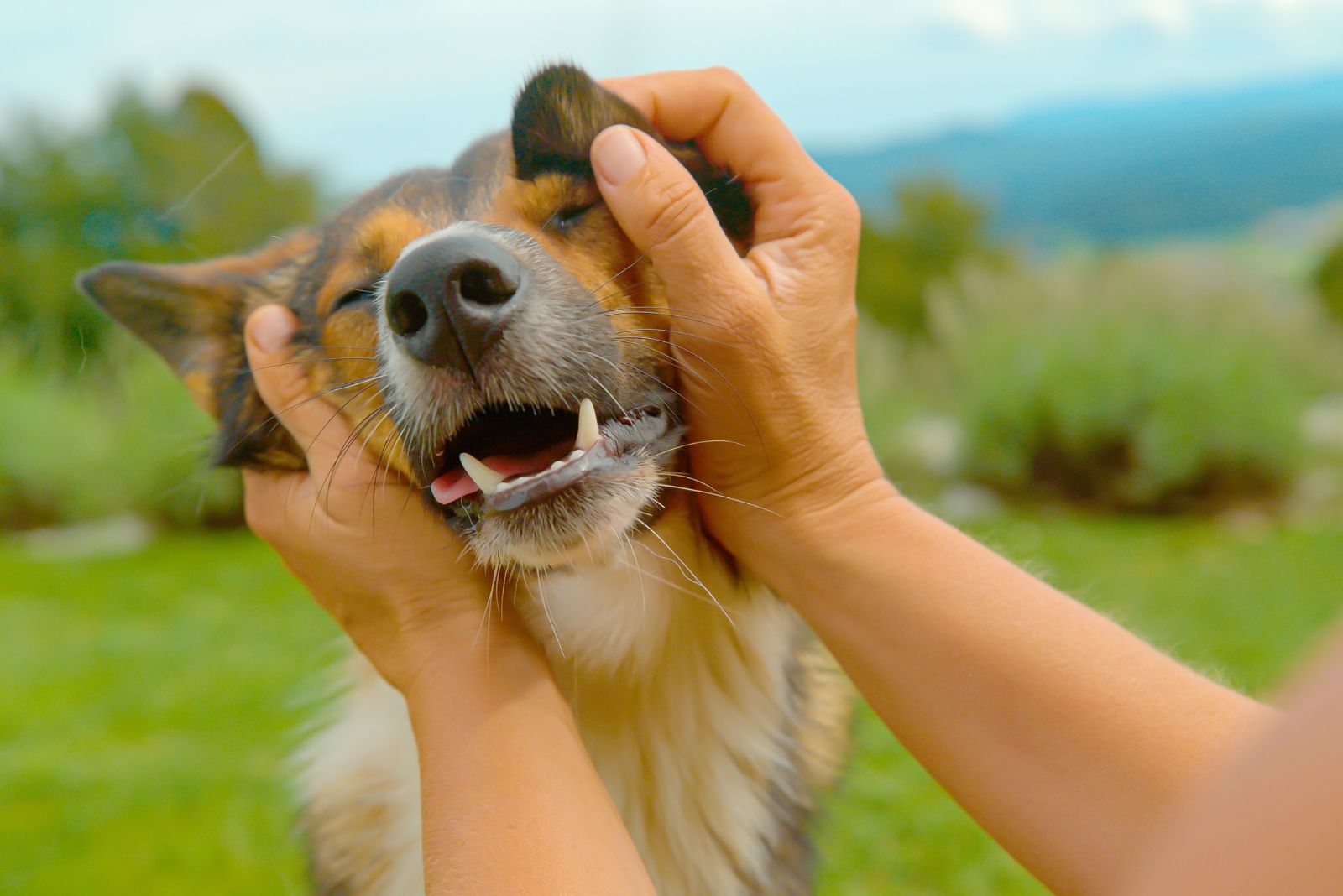 hands cuddling dog